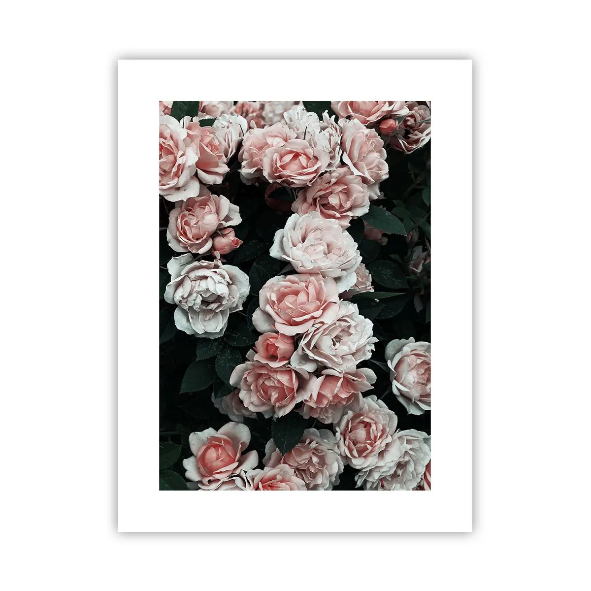 Plakat - Lyserød ansamble - 30x40 cm