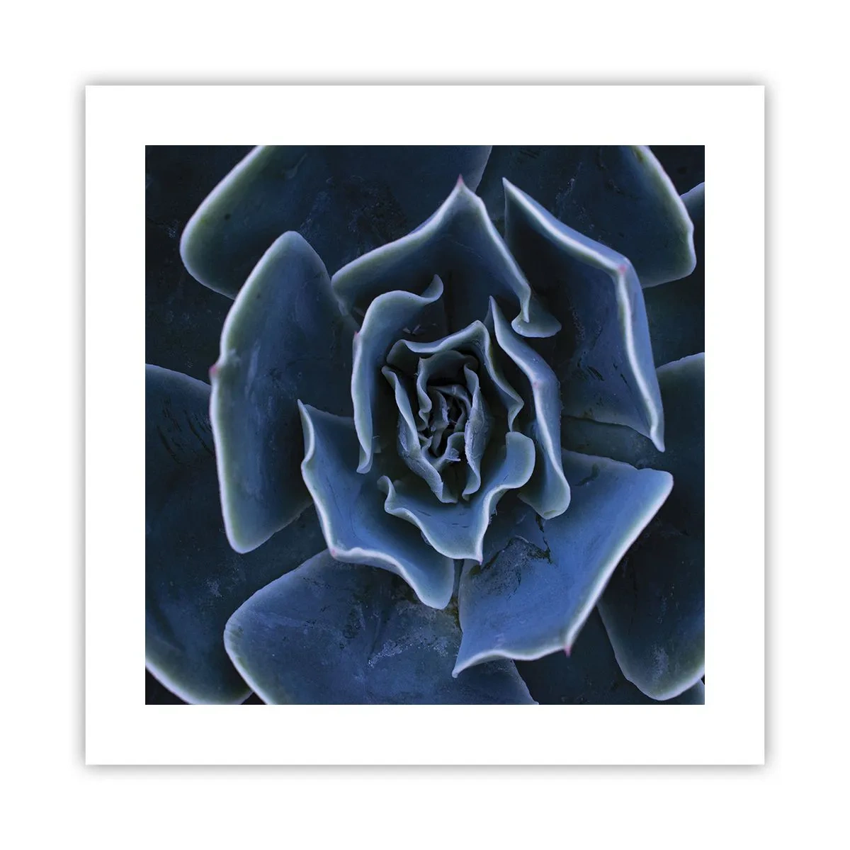 Plakat - Ørkenblomst - 40x40 cm