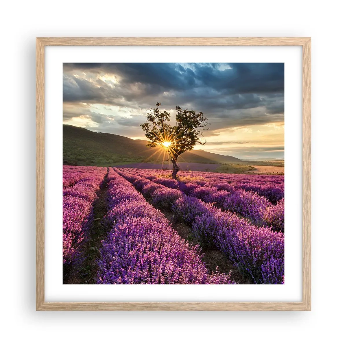Plakat i ramme af lyst egetræ - Lilla aroma - 50x50 cm