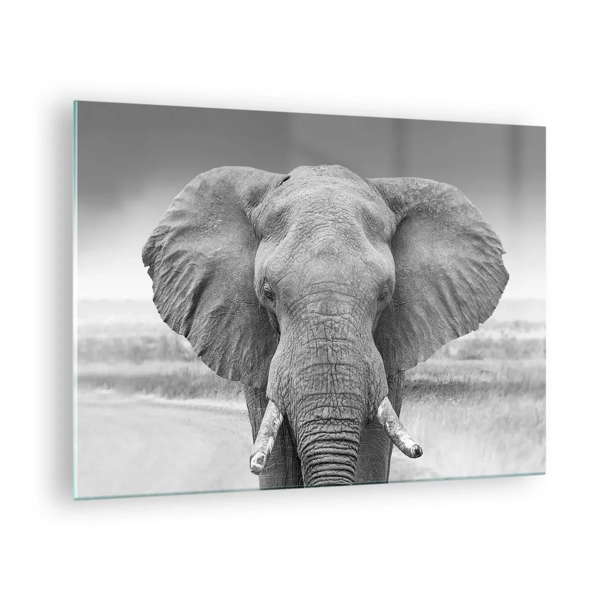 Billede på glas - Sort-hvidt portræt af en elefant på savannen - 70x50cm - Velkommen til min verden - Moderne vægdekoration til stue og soveværelse ARTTOR