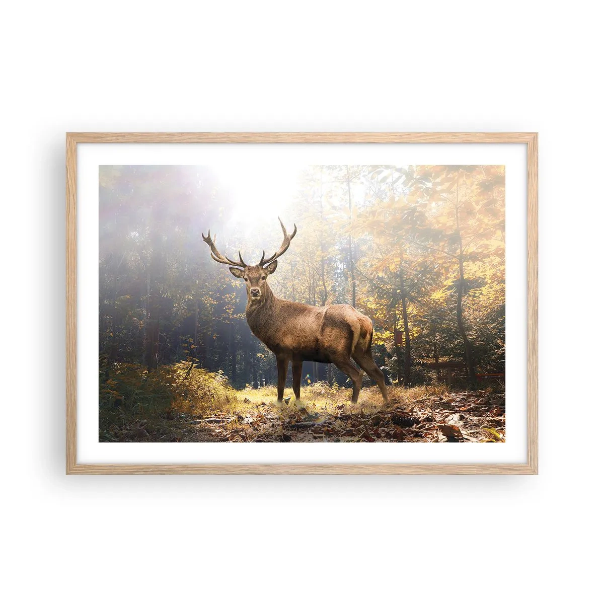 Plakat i ramme af lyst egetræ - I fuld majestæt - 70x50 cm