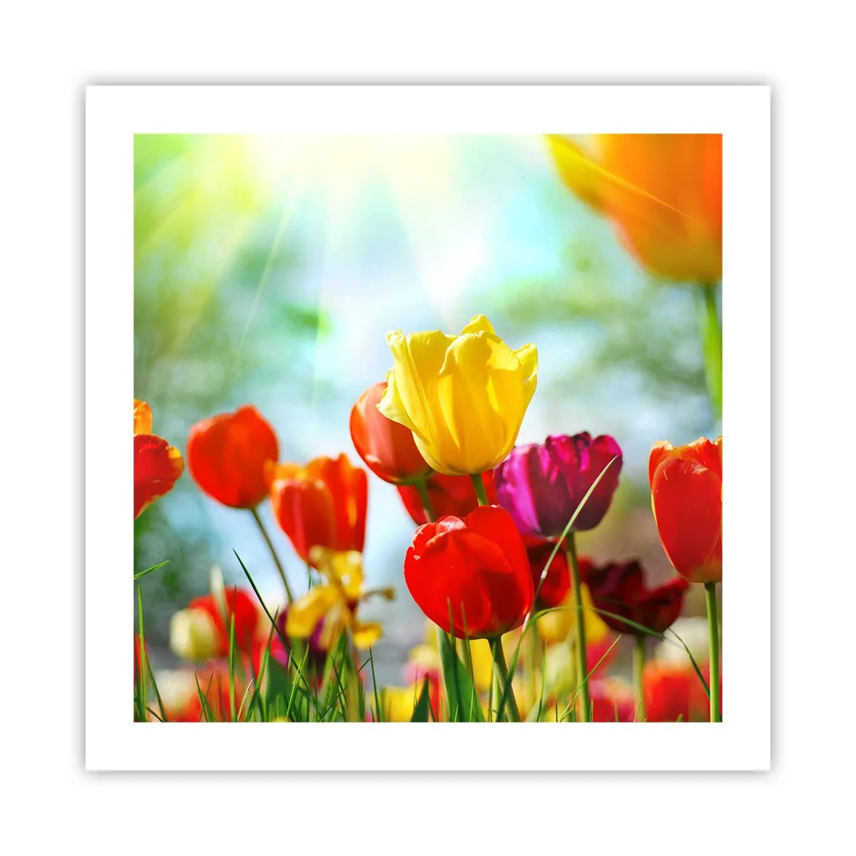 Plakat - Alle solens farver - 50x50 cm
