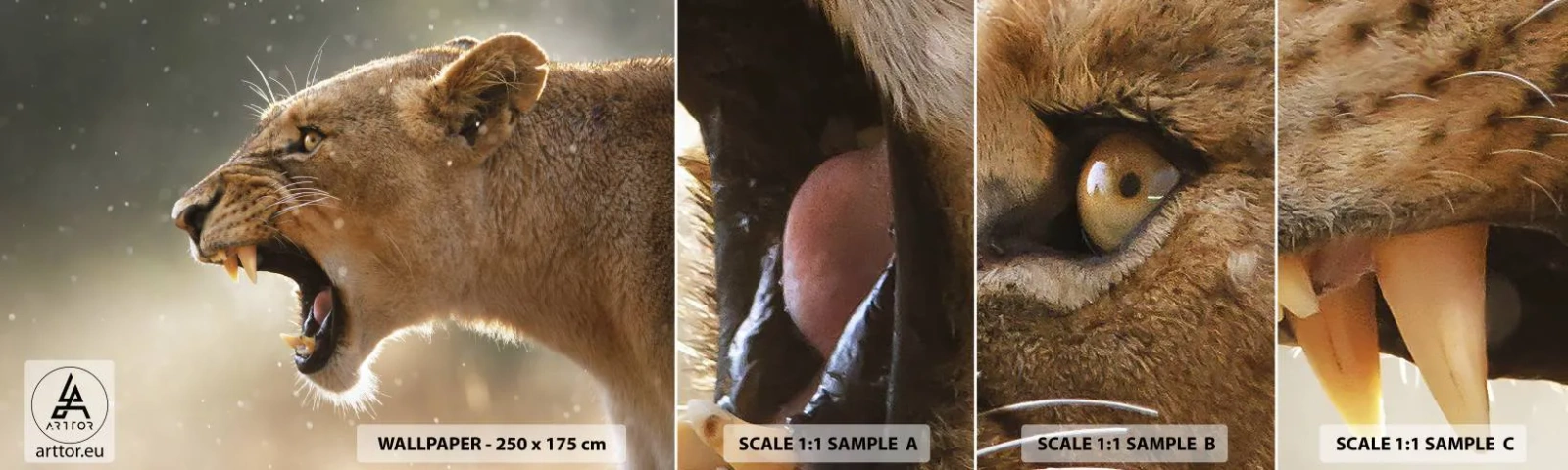 Prøve Fototapet Selvklæbende Deluxe Sticker - Prøv ikke at lytte - Dyr, Løve, Afrika - 100x30 cm