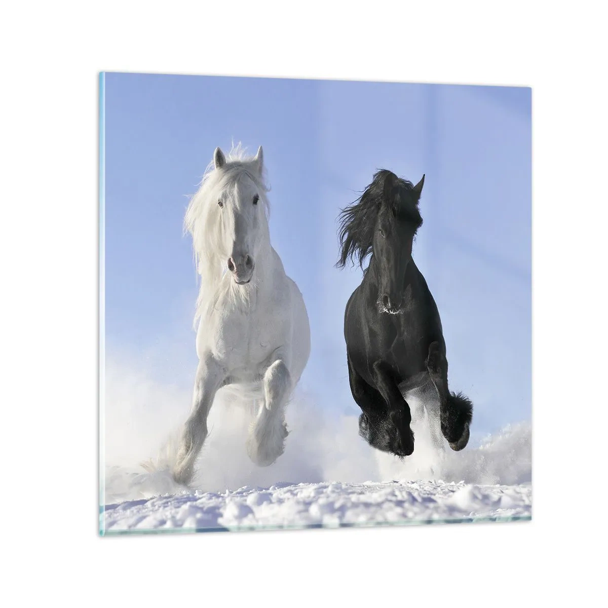 Billede på glas - Sort og hvid galop - 70x70 cm