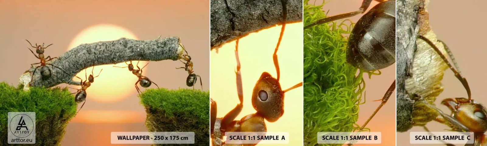 Fototapet Prøve Standard Eco - Glædeligt, fælles arbejde - Natur, Myrer, Solnedgang - 100x30 cm