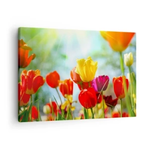 Lærredstryk - Billede på lærred - Farverige tulipaner i solskinnet - 70x50cm - Alle solens farver - Moderne vægdekoration til stue og soveværelse ARTTOR
