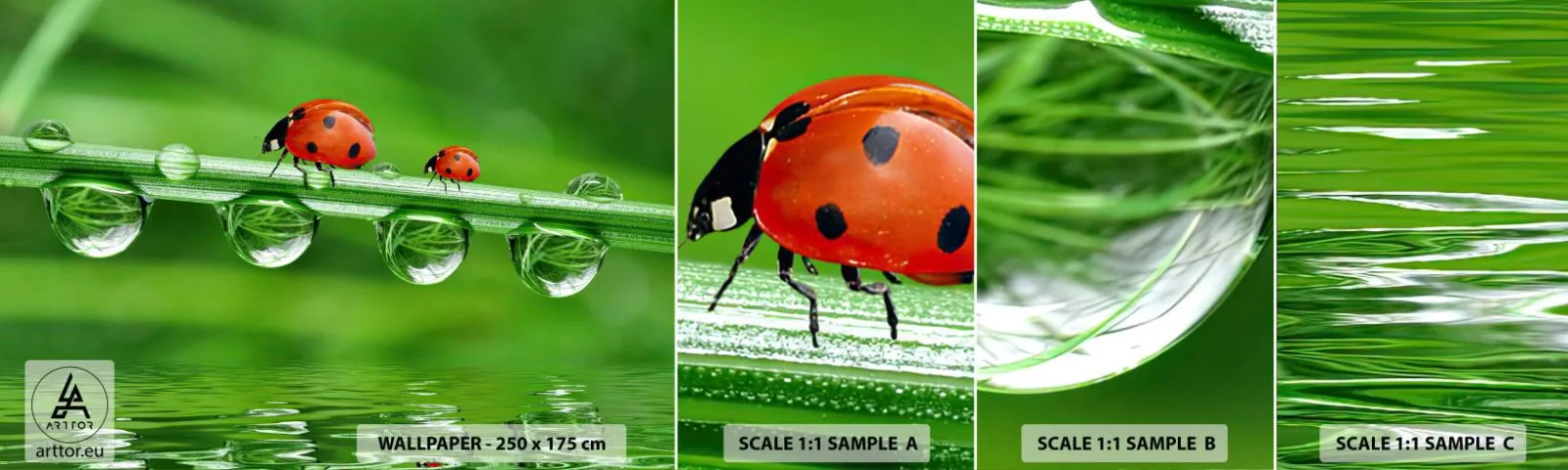 Prøve Fototapet Selvklæbende Deluxe Sticker - På farten hele sommeren - Mariehøne, En dråbe vand, Natur - 100x30 cm