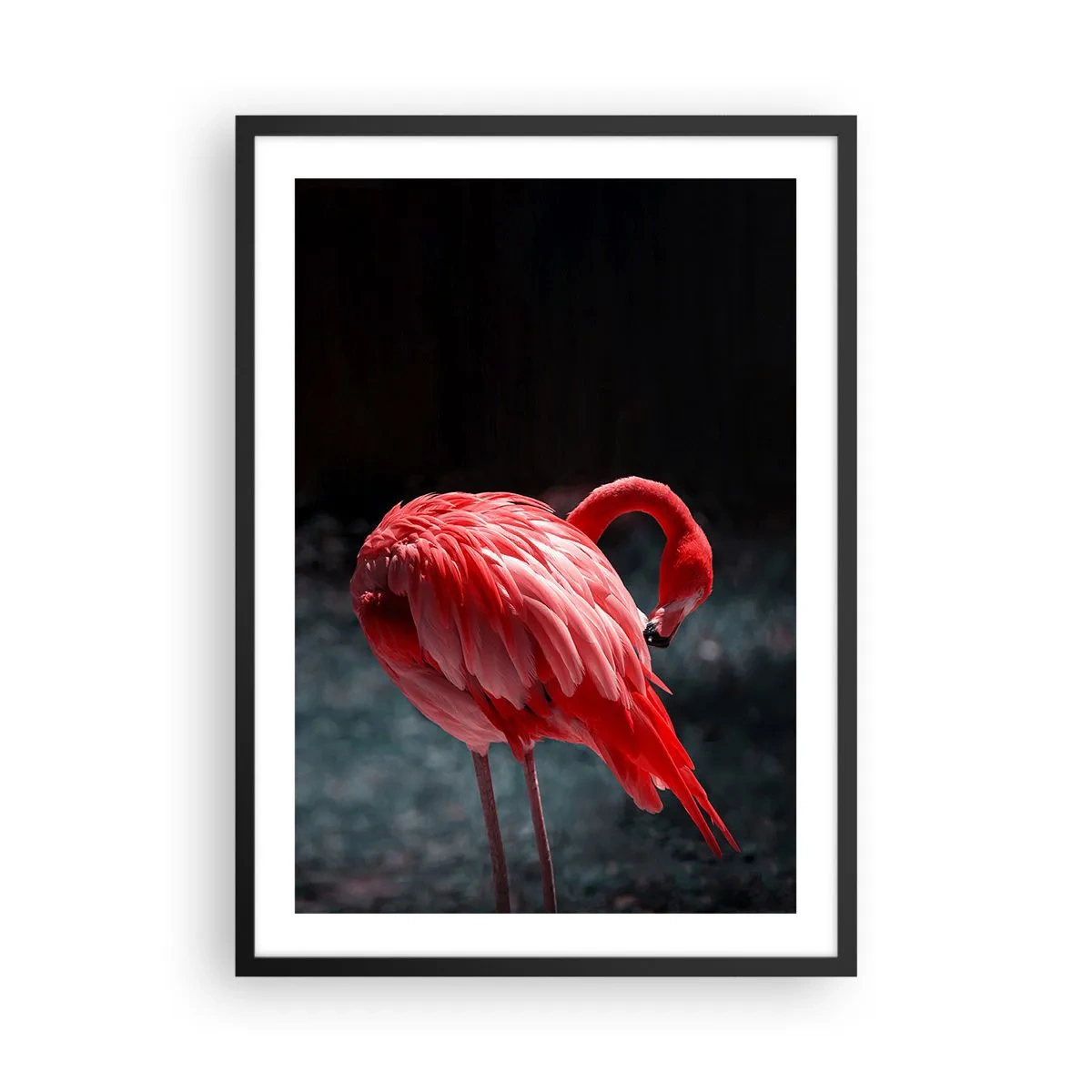 Plakat i sort ramme - En rød flamingo på en mørk baggrund, diskret vendt mod sig selv. - 50x70cm - Et karmosinrødt naturdigt - Moderne vægdekoration til stue og soveværelse ARTTOR