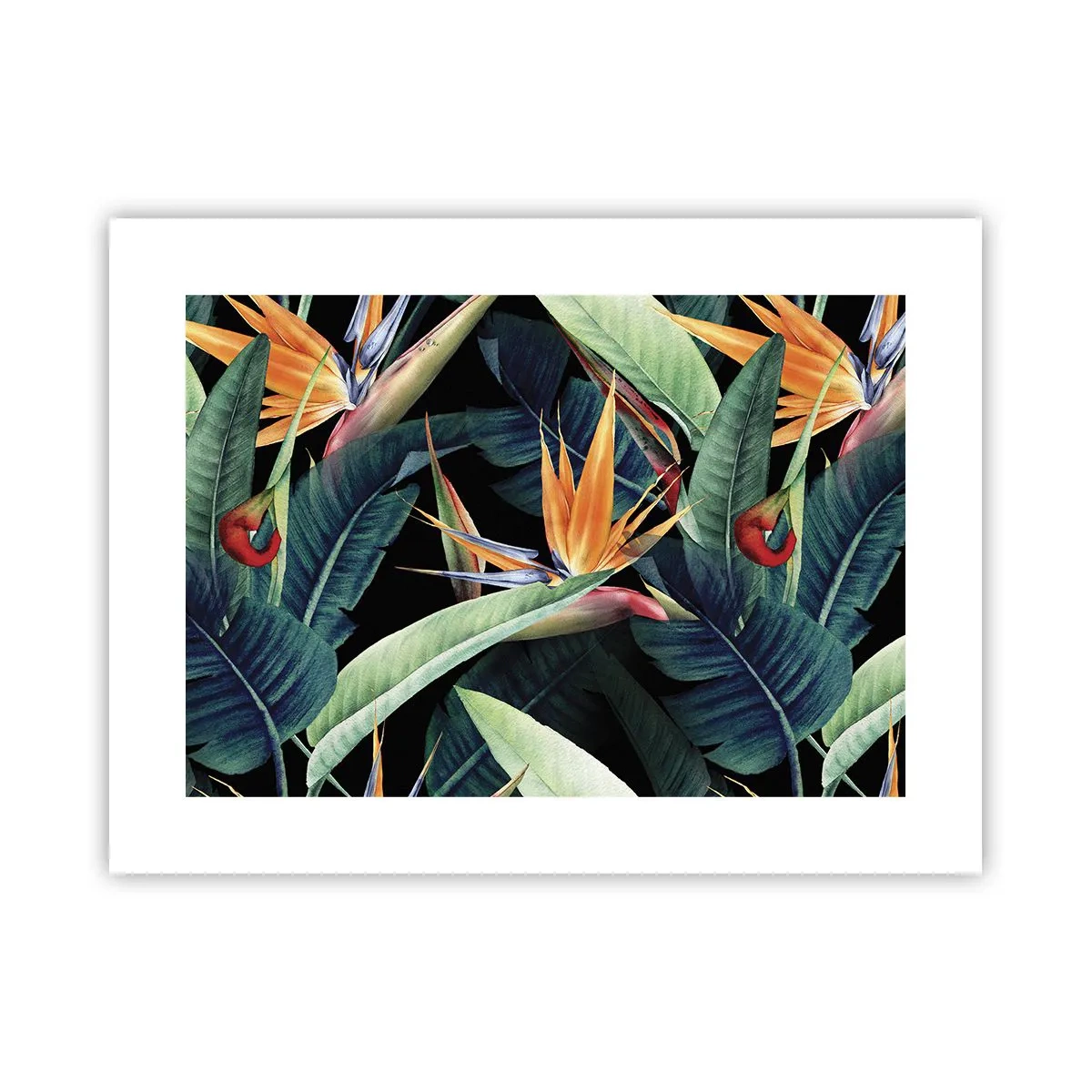 Plakat - Flammeblomster i troperne - 40x30 cm