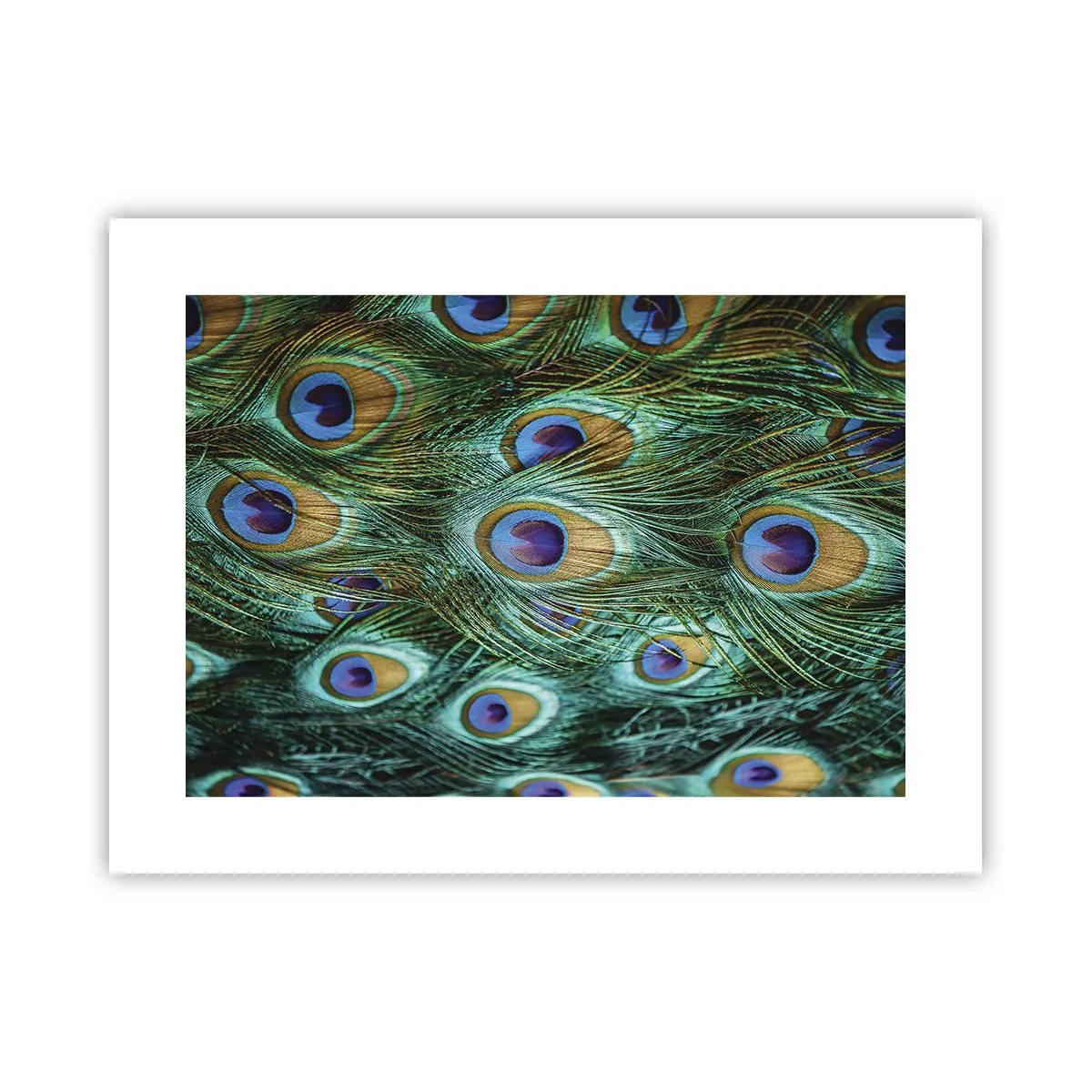 Plakat - En påfugls blik - 40x30 cm