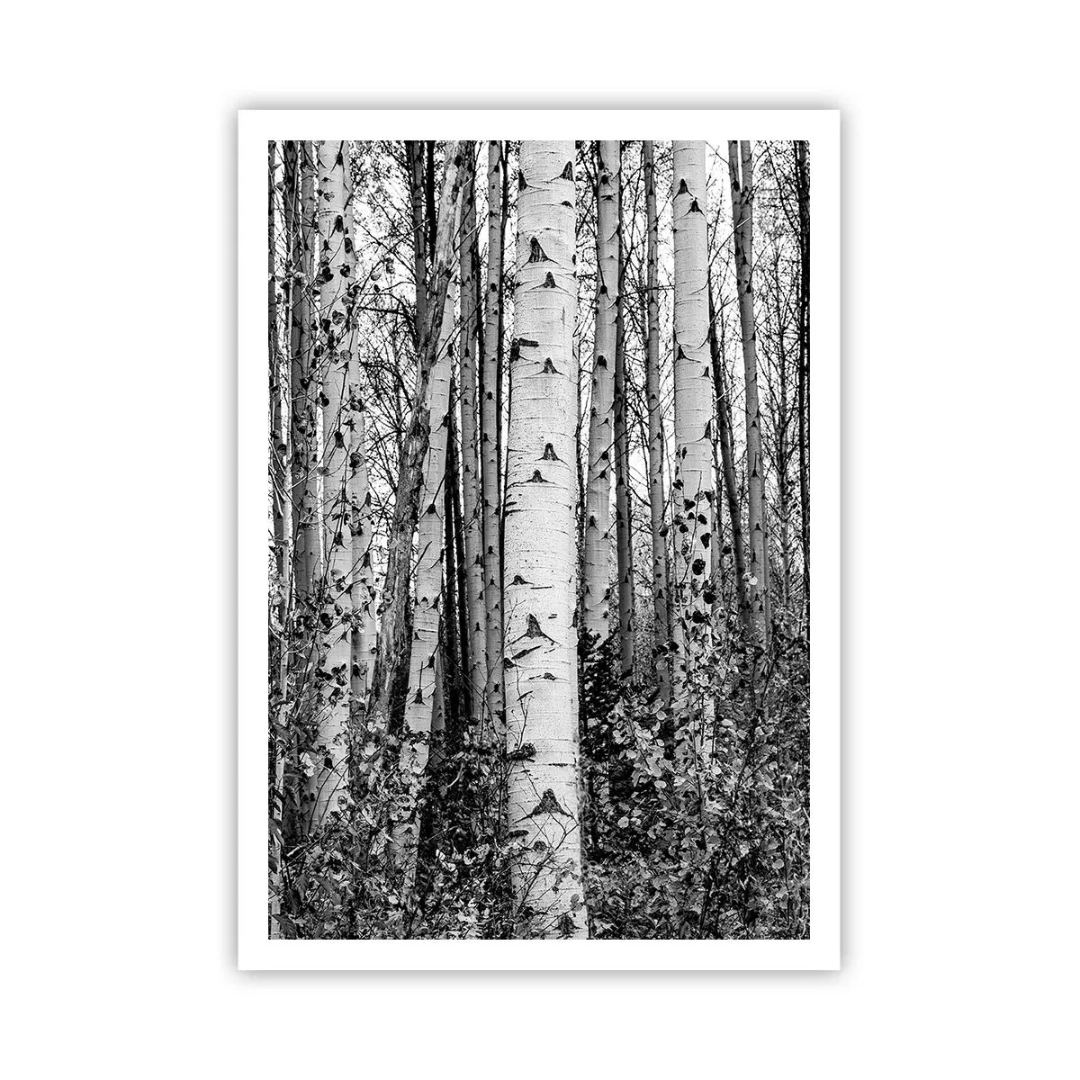 Plakat - Kolonnade af birk - 70x100 cm