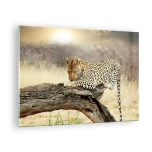 Billede på glas - En leopard hviler på en trægren - 70x50cm - Jeg går min egen vej - Moderne vægdekoration til stue og soveværelse ARTTOR
