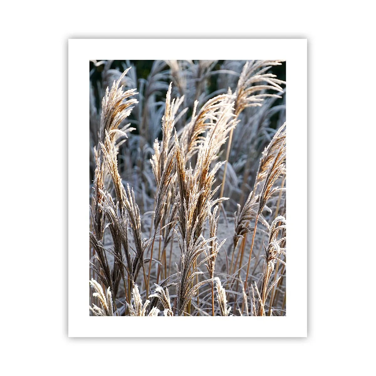 Plakat - Pyntet med frost - 40x50 cm