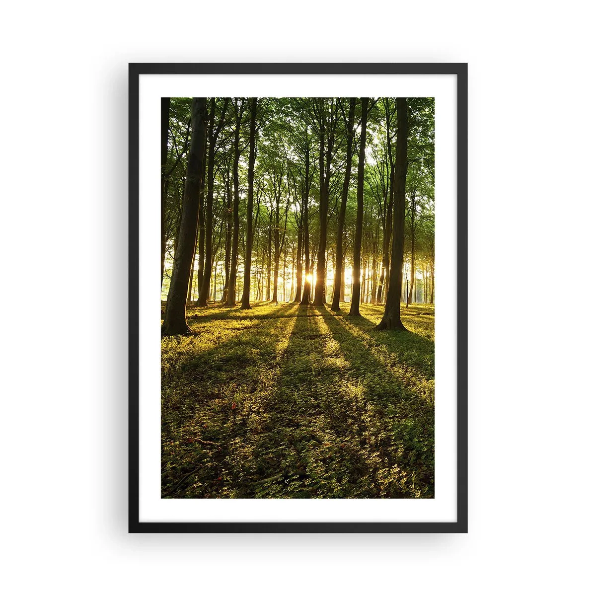 Plakat i sort ramme - En skov oplyst af den nedgående sols stråler - 50x70cm - Fotografering af alle fjedre - Moderne vægdekoration til stue og soveværelse ARTTOR