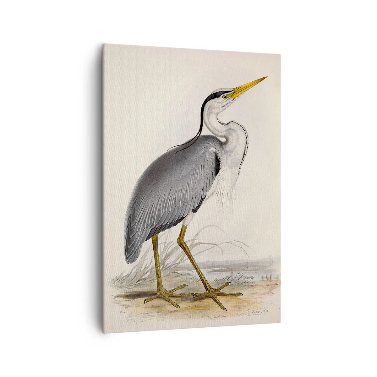 Lærredstryk - Billede på lærred - Fiskehejre-charme - 70x100 cm