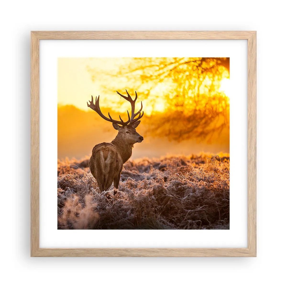 Plakat i ramme af lyst egetræ - Kongen af efterårsskoven - 40x40 cm