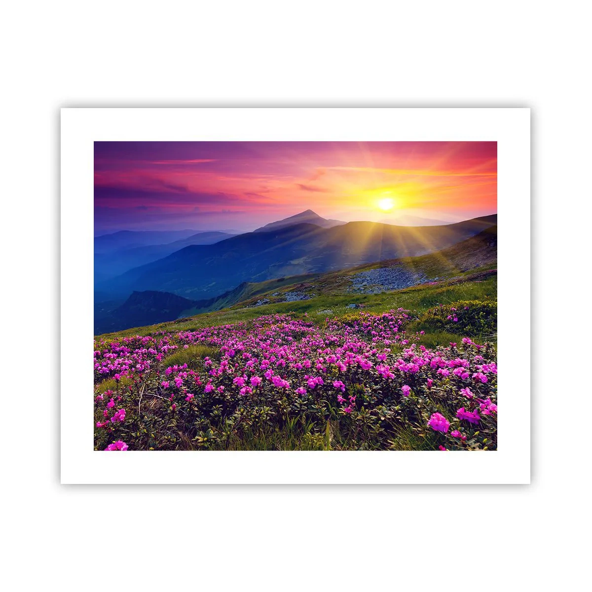 Plakat - ... Og rundt omkring dufter det af fyrretræer og krydderurter - 50x40 cm