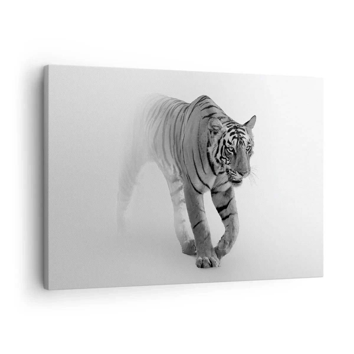 Lærredstryk - Billede på lærred - En tiger dukker op fra tågen - 70x50cm - Krybende i tågen - Moderne vægdekoration til stue og soveværelse ARTTOR