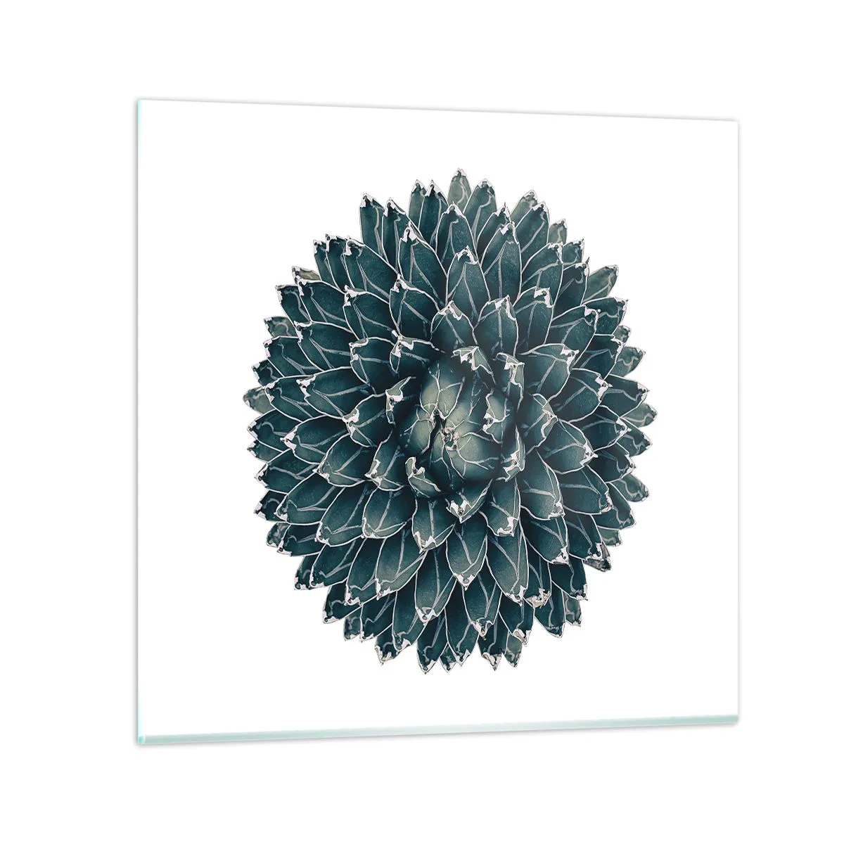 Billede på glas - Ørkenstjerne - 30x30 cm