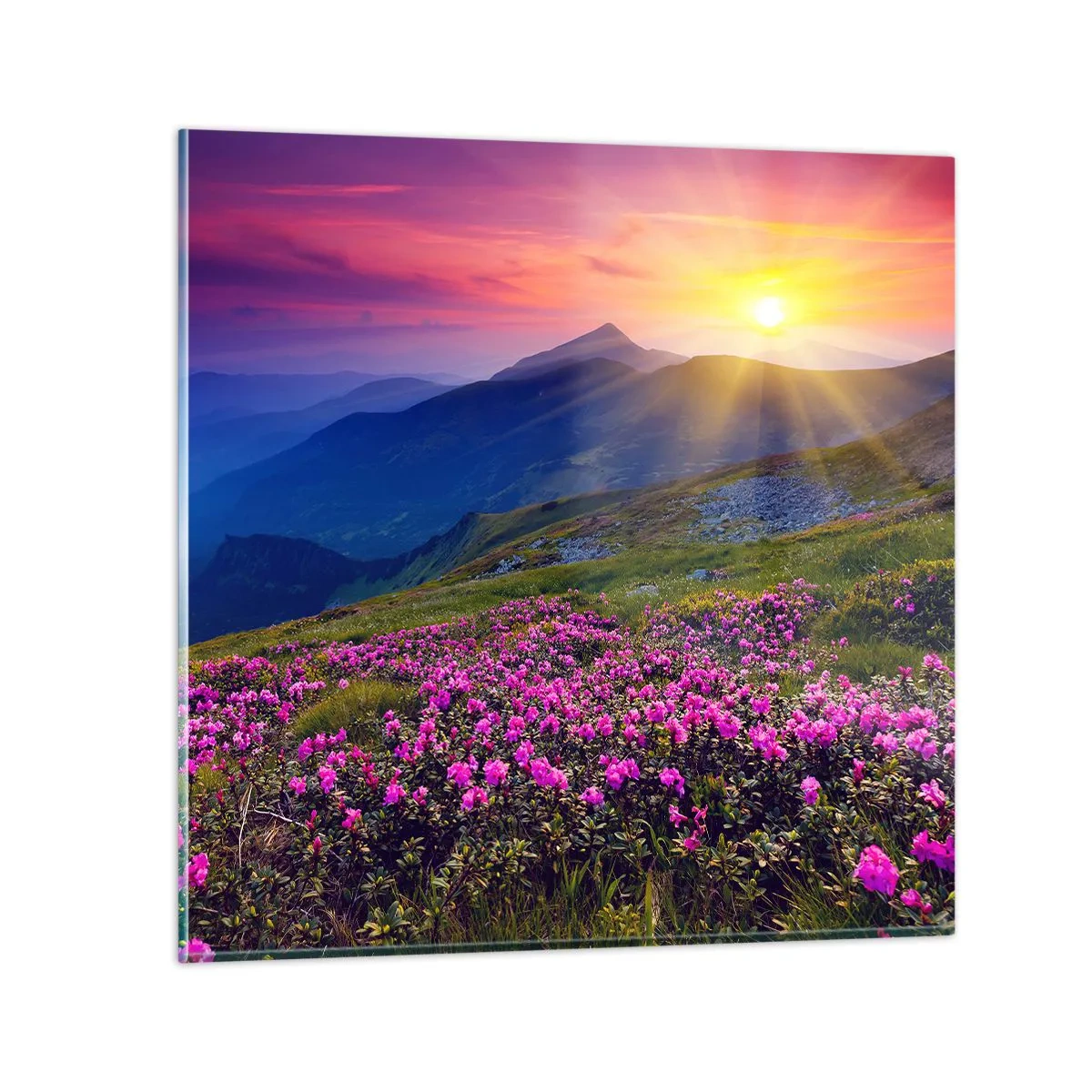 Billede på glas - ... Og rundt omkring dufter det af fyrretræer og krydderurter - 70x70 cm