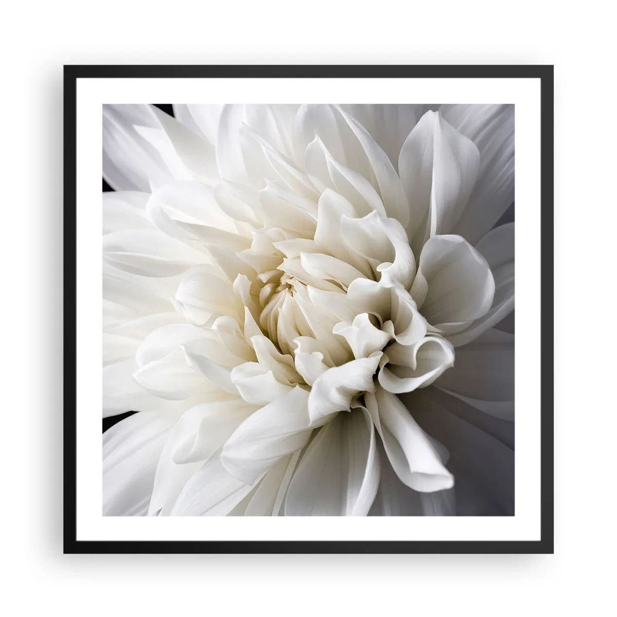 Plakat i sort ramme - Morgenbrud - 60x60 cm