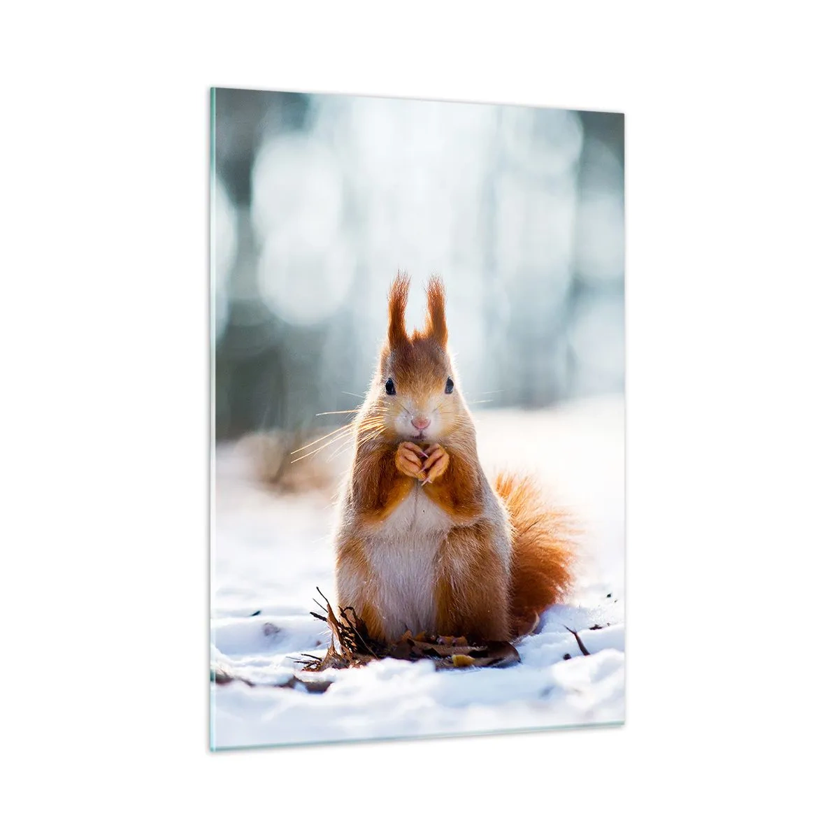 Billede på glas - Og hvad kigger du på? - 50x70 cm