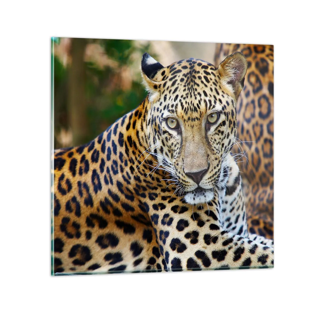 Billede på glas - Vild og rolig - 50x50 cm