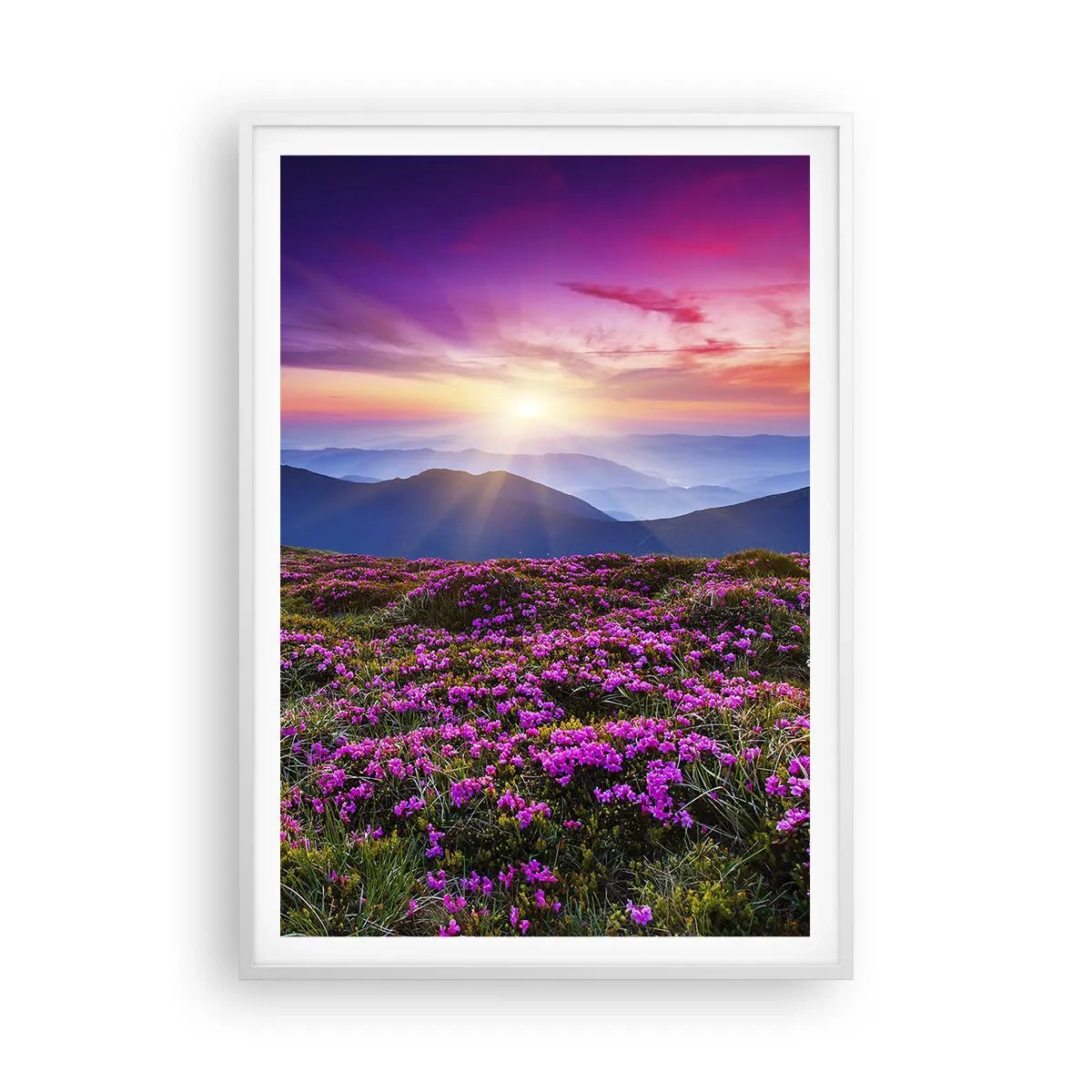 Plakat i hvid ramme - Urter duftede friske bundter fra niw - 70x100 cm