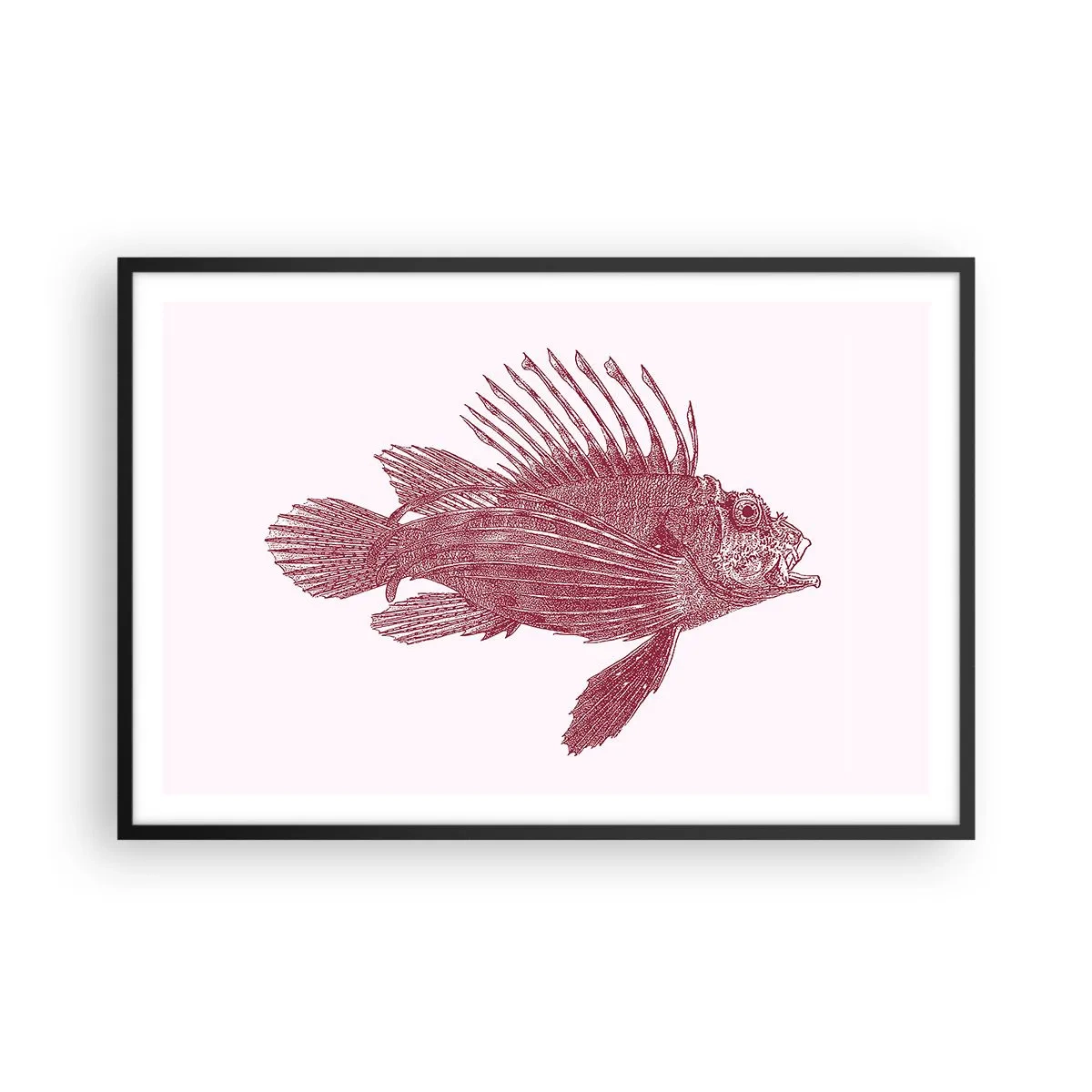 Plakat i sort ramme - En beboer i eksotiske farvande - 91x61 cm
