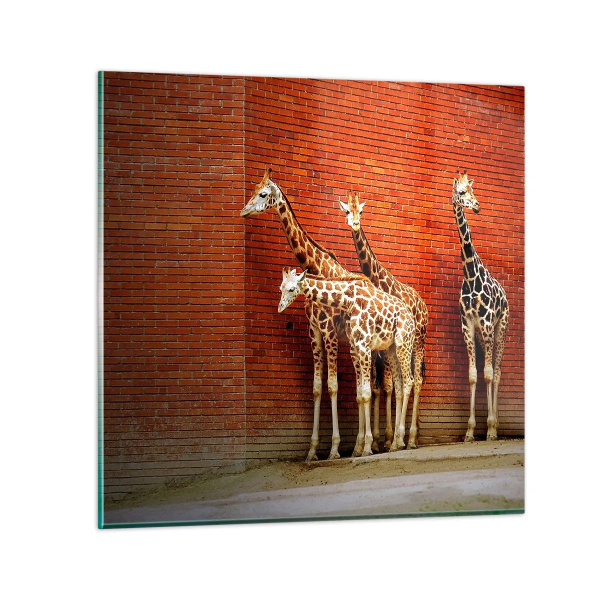 Billede på glas - Kan du se nogen akacie? - 70x70 cm