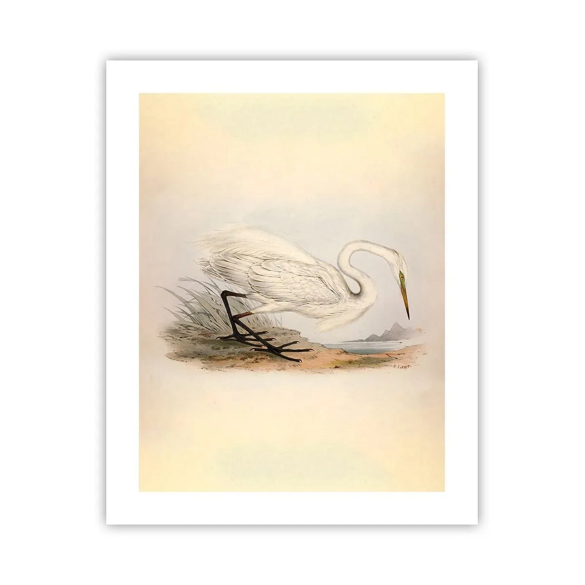 Plakat - Dame på sivene - 40x50 cm