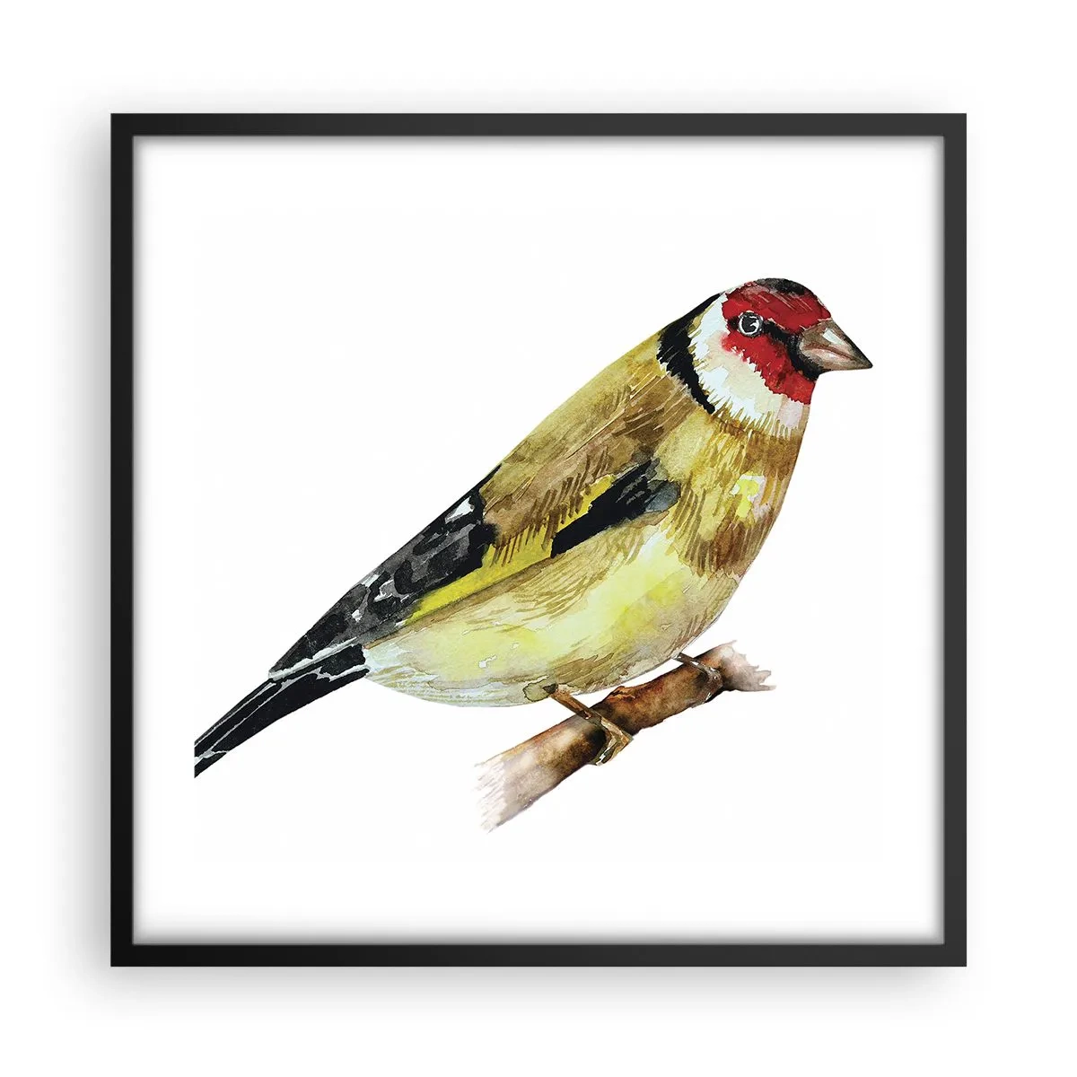 Plakat i sort ramme - Portræt af en fugl - 50x50 cm