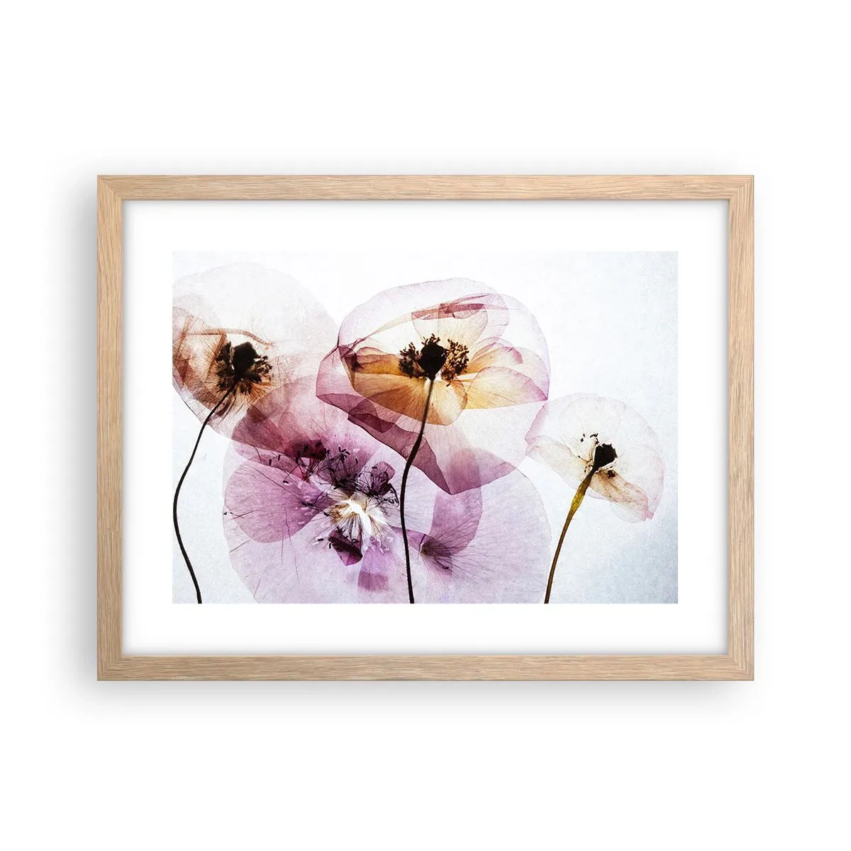 Plakat i ramme af lyst egetræ - Blomsterlegeme dias - 40x30 cm