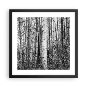 Plakat i sort ramme - Kolonnade af birk - 40x40 cm
