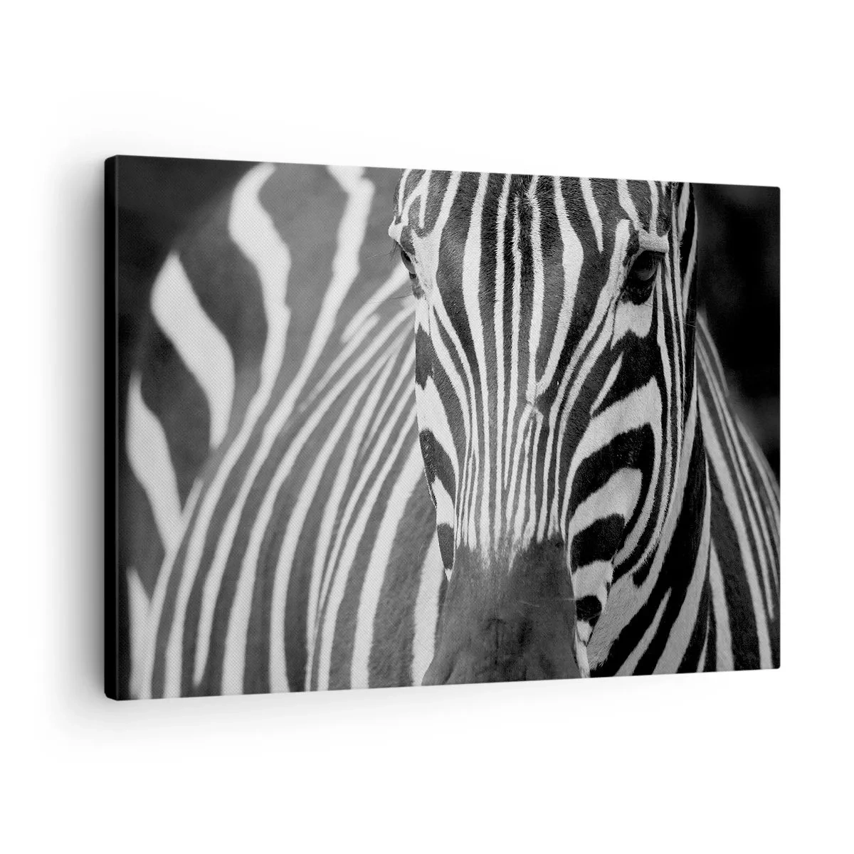 Lærredstryk - Billede på lærred - Et sort-hvidt nærbillede af en zebra med dens karakteristiske striber. - 70x50cm - Verden er sort og hvid - Moderne vægdekoration til stue og soveværelse ARTTOR