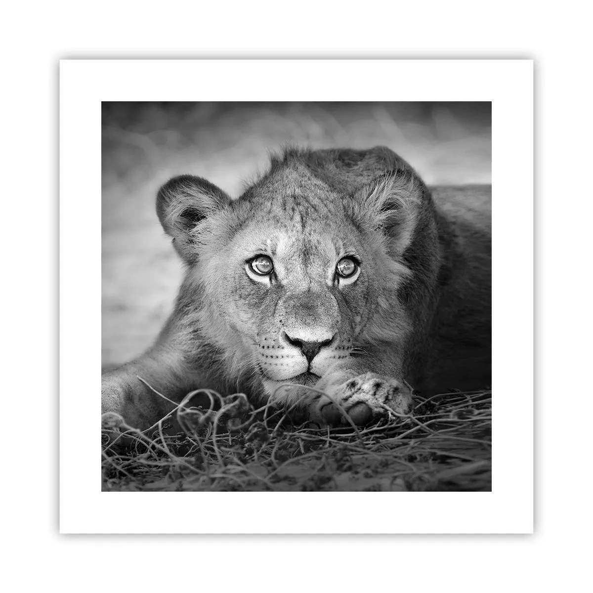 Plakat - Kongelig hvalp - 40x40 cm