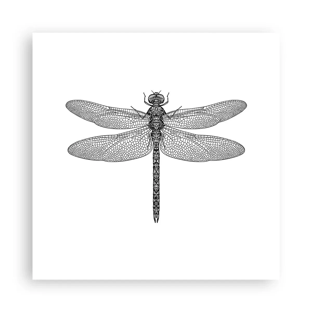 Plakat - Præcision i naturen - 40x40 cm