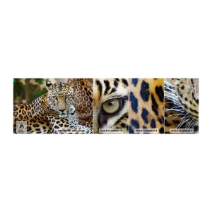 Fototapet Prøve Standard Eco - Vild og rolig - Dyr, leopard, Afrika - 100x30 cm
