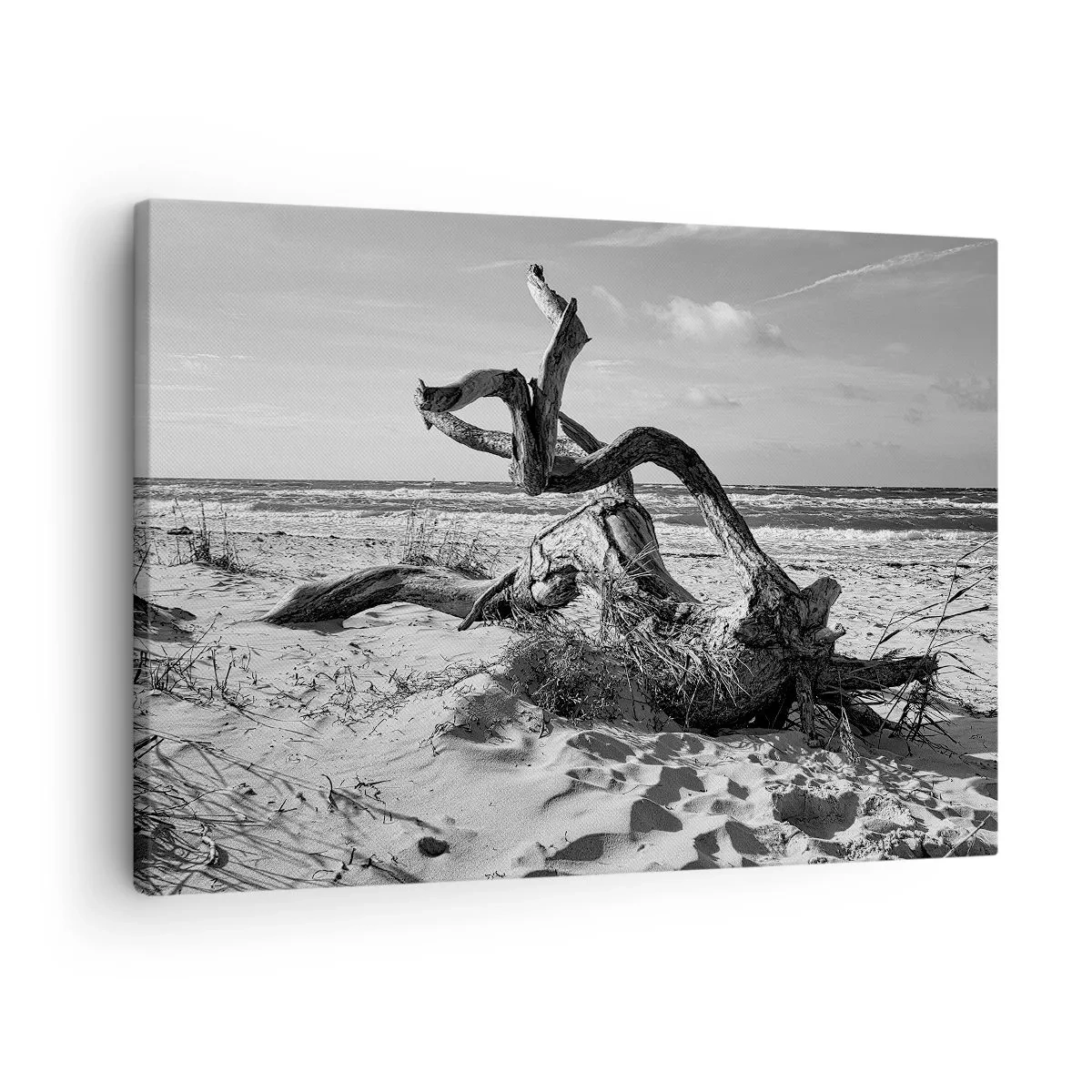 Lærredstryk - Billede på lærred - Sort-hvidt landskab med et dødt træ på stranden - 70x50cm - Havets skulptur - Moderne vægdekoration til stue og soveværelse ARTTOR