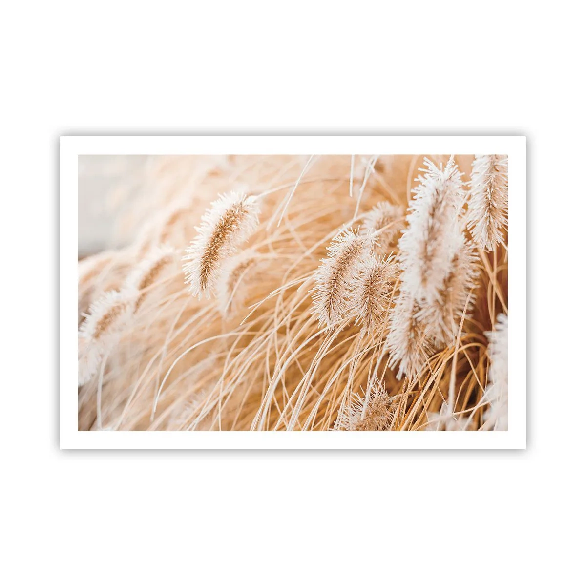 Plakat - Gyldent susen af græsser - 91x61 cm