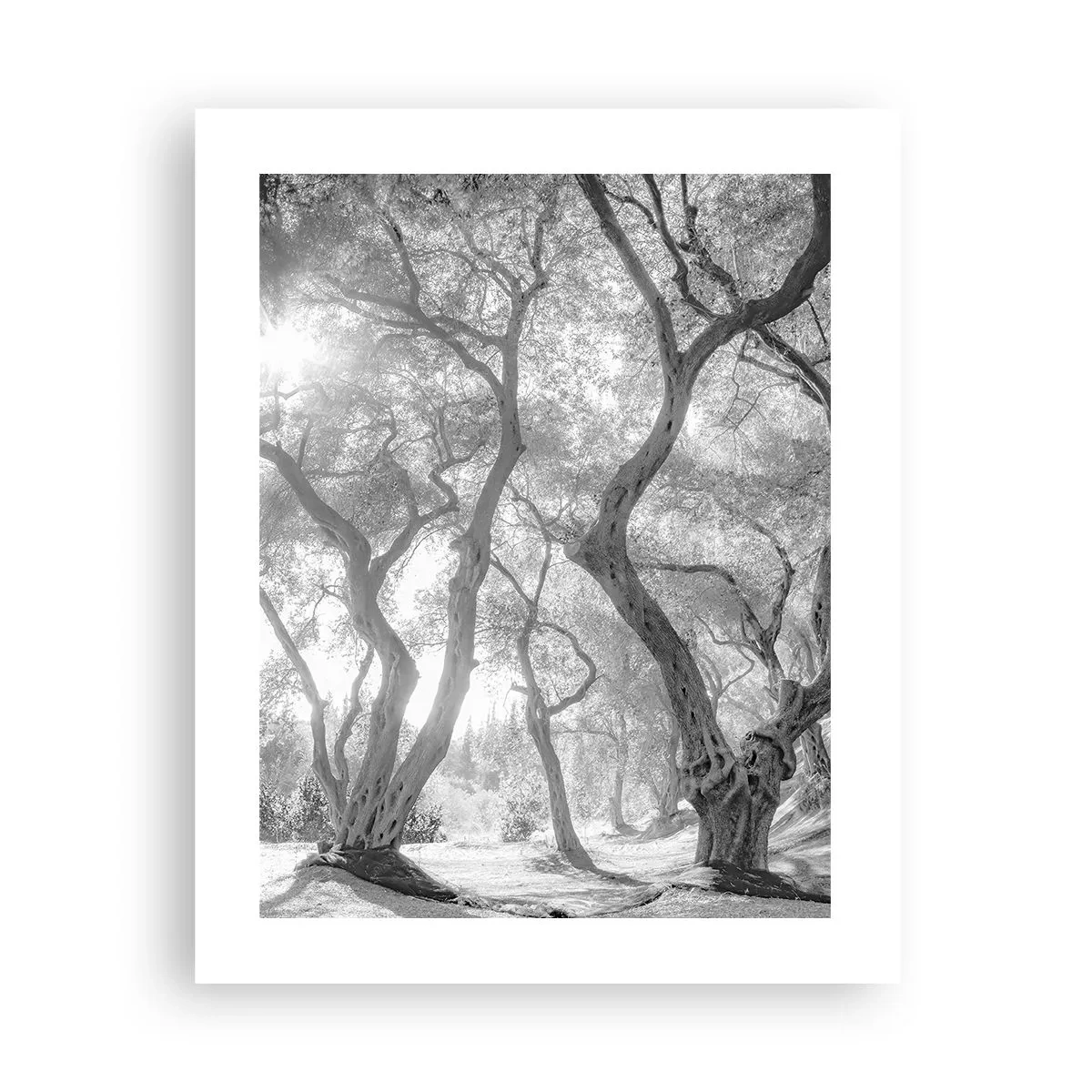Plakat - I en olivenlund - 40x50 cm