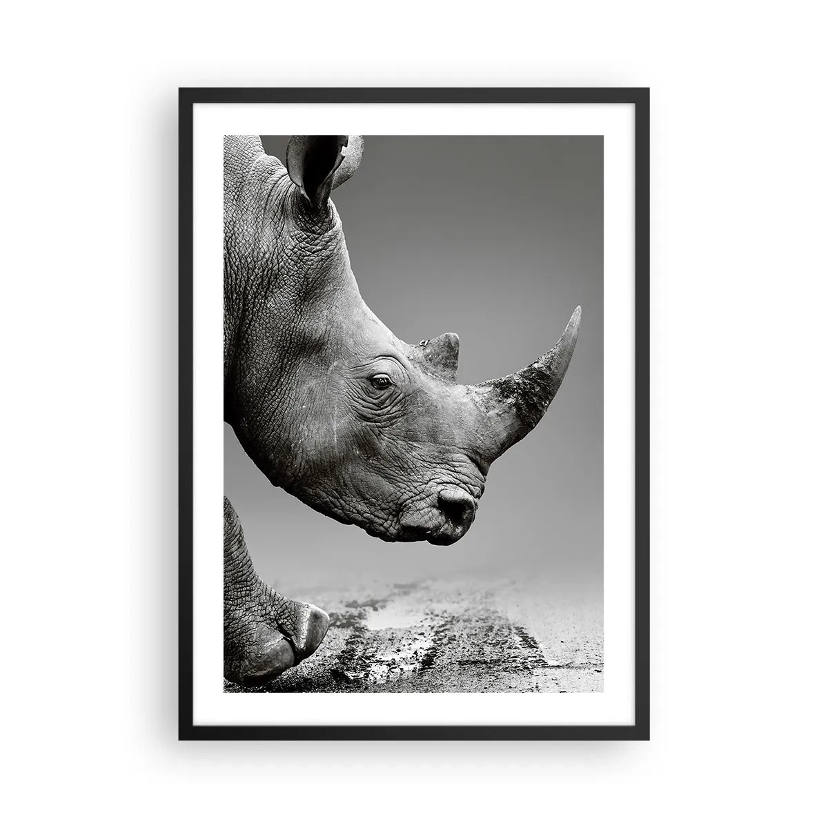 Plakat i sort ramme - Sort-hvid nærbillede af et næsehorns hoved - 50x70cm - En ustoppeli - Moderne vægdekoration til stue og soveværelse ARTTOR