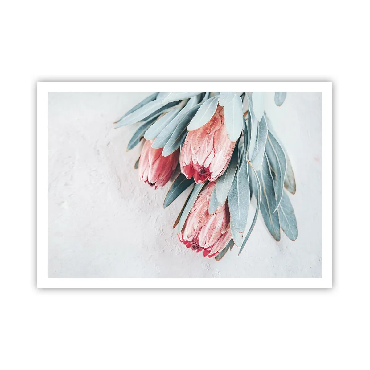 Plakat - Skammer sig over deres egen skønhed - 100x70 cm