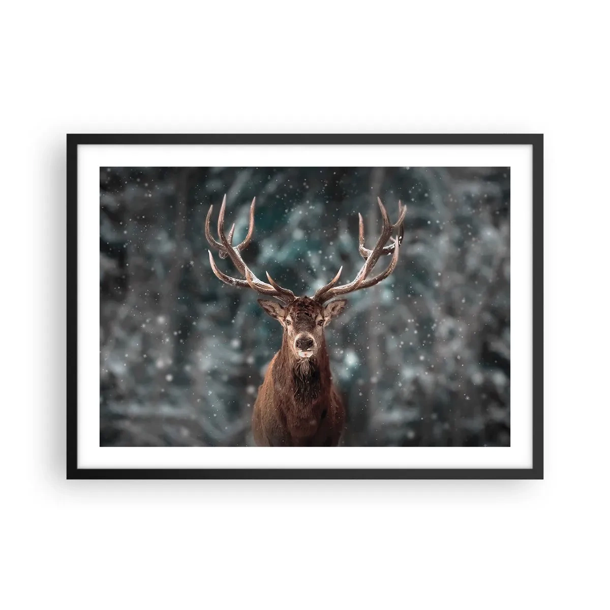 Plakat i sort ramme - Skovens konge kronet - 70x50 cm