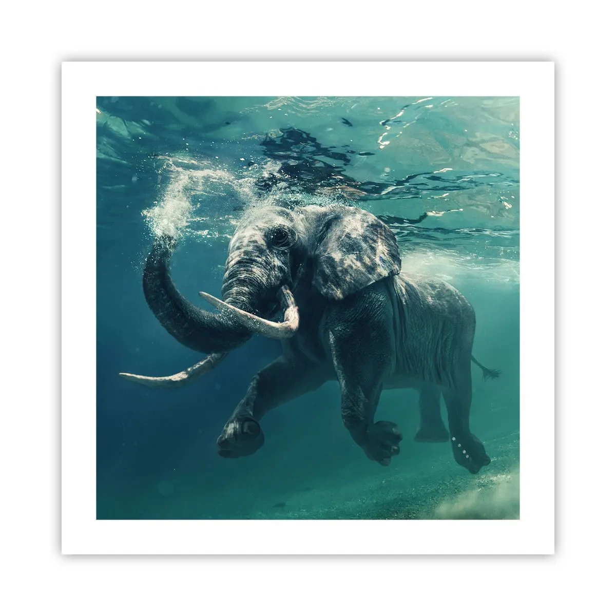 Plakat - Alle kan lide at svømme - 50x50 cm