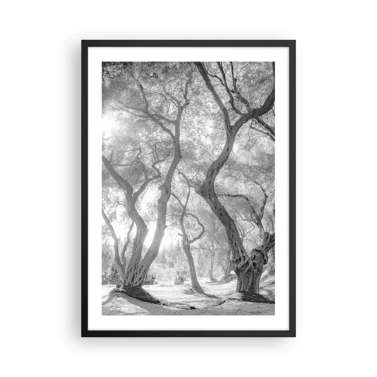 Plakat i sort ramme - Sort-hvidt fotografi af snoede træer i sollyset - 50x70cm - I en olivenlund - Moderne vægdekoration til stue og soveværelse ARTTOR