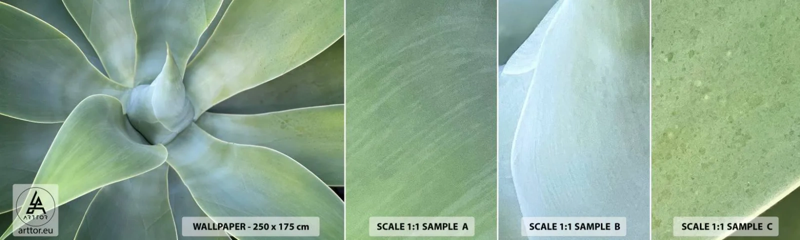 Fototapet Prøve Standard Eco - Den grønne fødsel - Sukkulent, Agave, Botanik - 100x30 cm