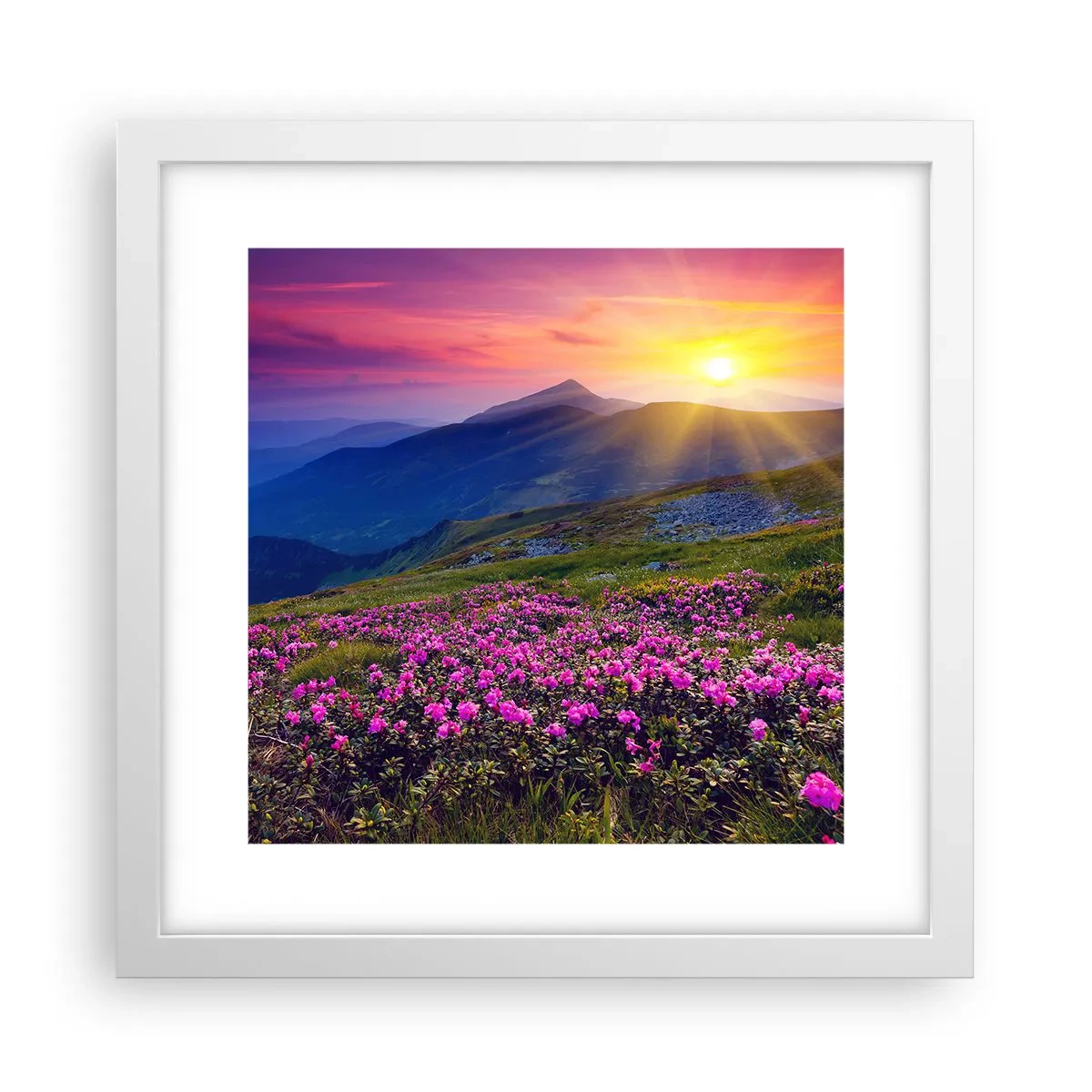 Plakat i hvid ramme - ... Og rundt omkring dufter det af fyrretræer og krydderurter - 30x30 cm