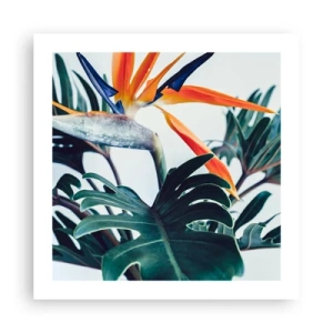 Plakat - Fuglebur - 50x50 cm