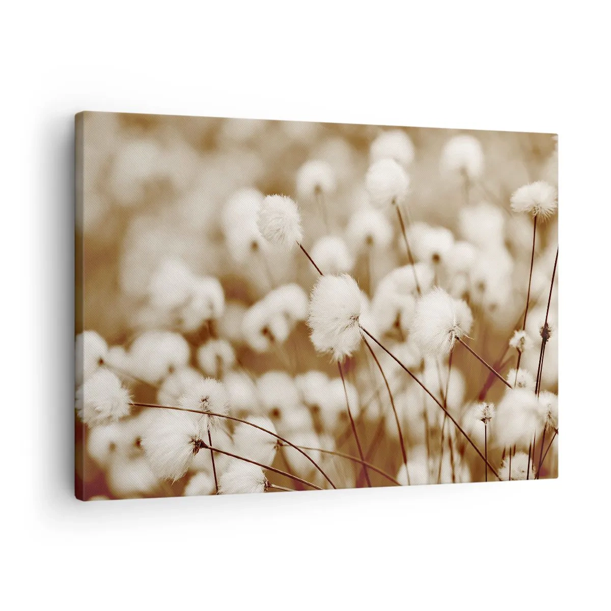Lærredstryk - Billede på lærred - Et felt af sarte sepia-tonede planter - 70x50cm - Fyldig mark - Moderne vægdekoration til stue og soveværelse ARTTOR